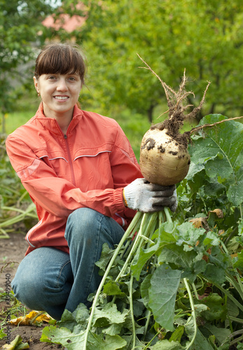 Fotografie woman  harvesting rutabaga