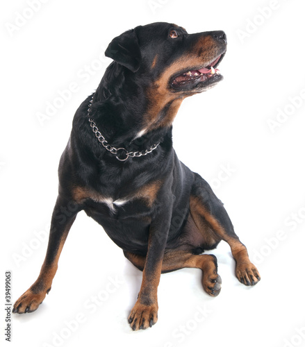 Chien Rottweiler