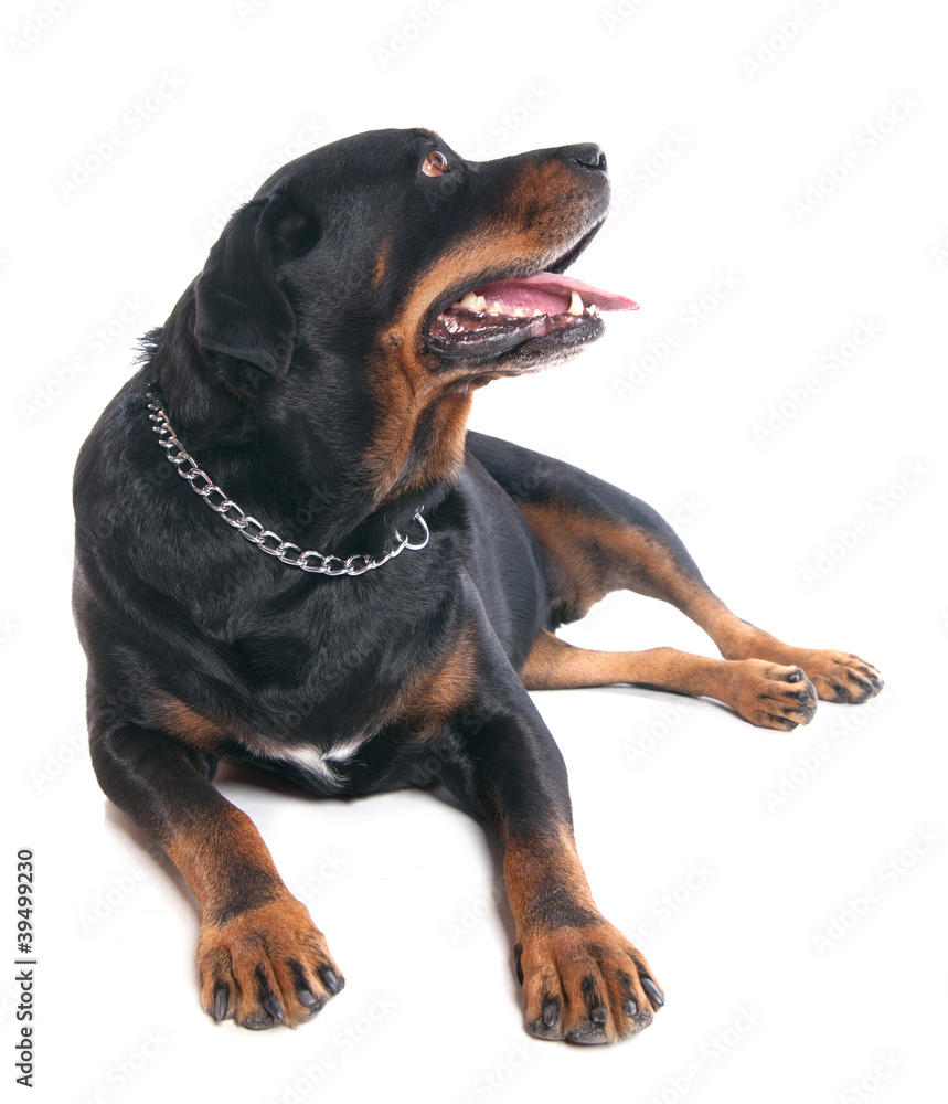 Rottweiler