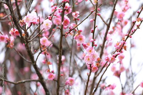 plum flower blossom © leungchopan