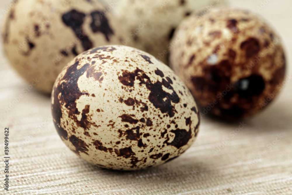 Obraz premium quail eggs