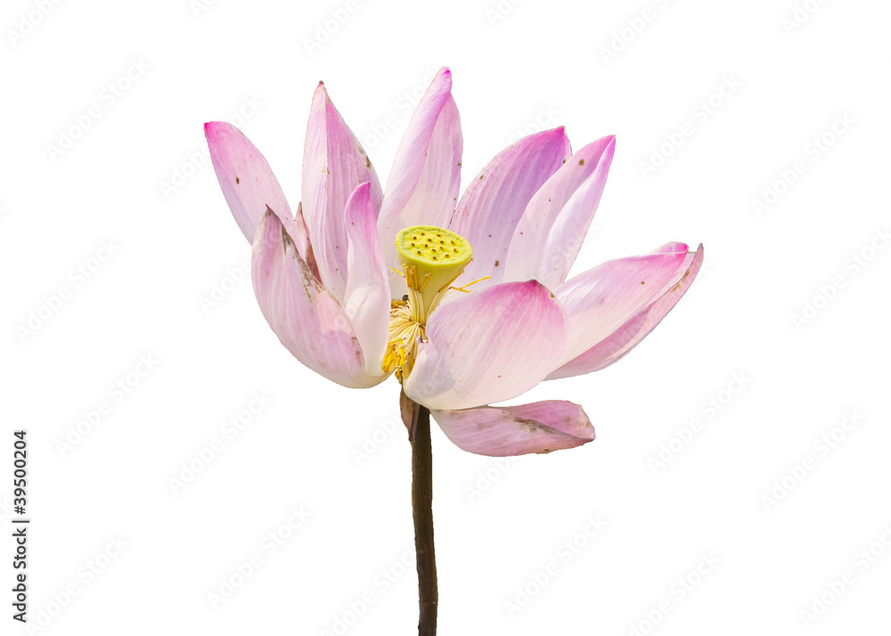 Isolated purple lotus Isolated purple lotus