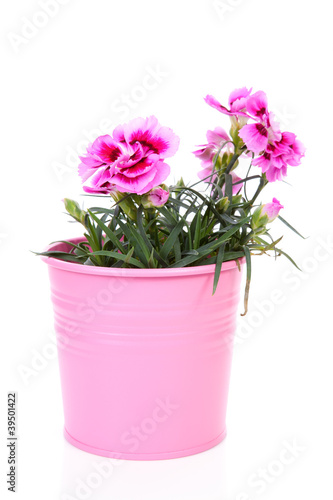 Pink Carnation flower in pot