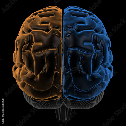 Hemispheres of the brain back view