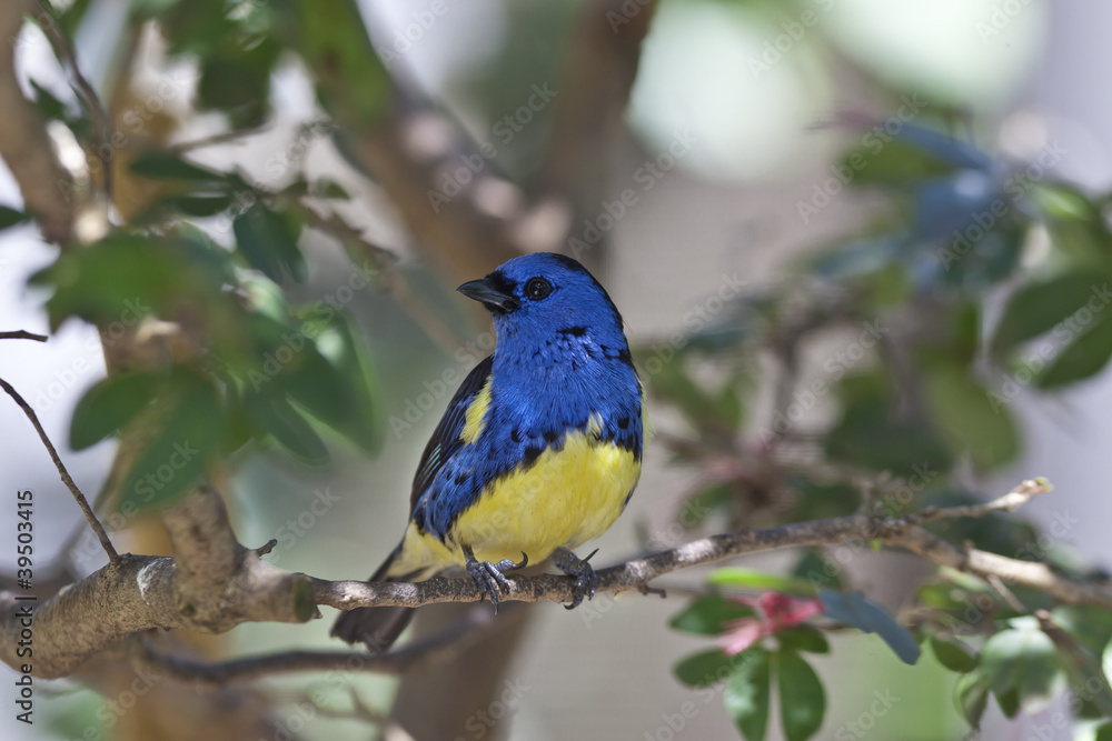 Obraz premium bird