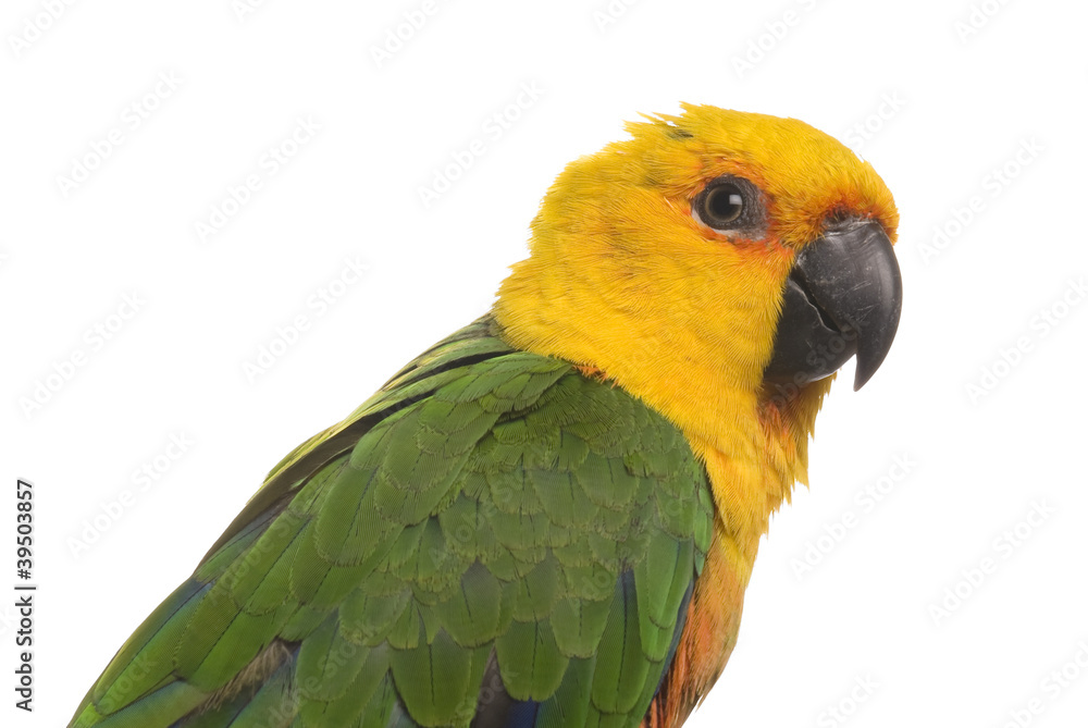 Jenday Conure parrot on a white background.