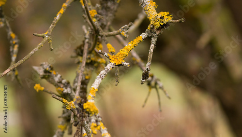 Yellow parasitic fungus on twig © ArtushFoto