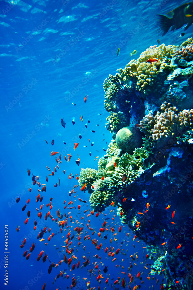 Obraz premium Grupa koralowa ryba w błękitne wody.