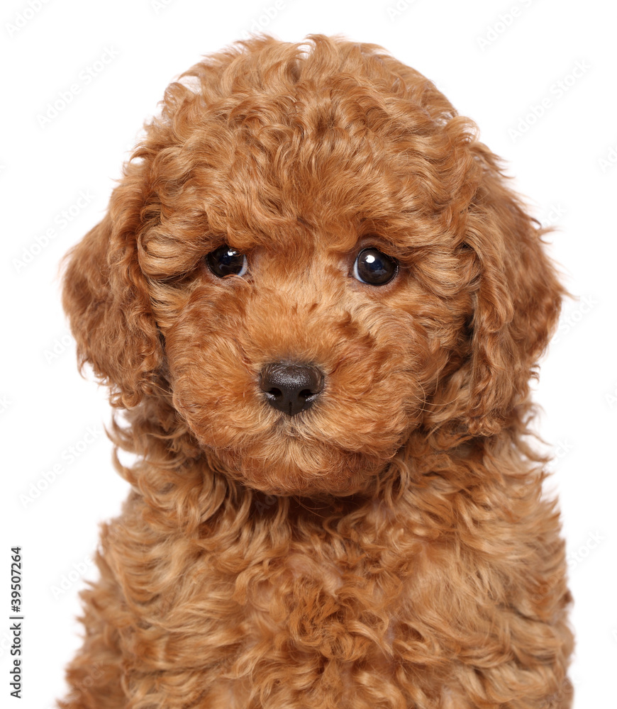 Poodle puppy close-up portrait Poodle puppy close-up portrait