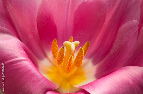 Fototapeta Naklejka Na Ścianę i Meble -  Pink tulip closeup
