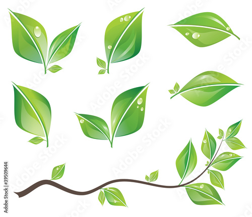 Green leaves set
