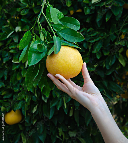 woman holding ripe grapefruit photo