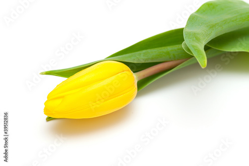 Fototapeta Naklejka Na Ścianę i Meble -  yellow tulip