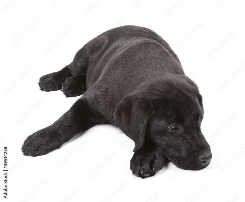 Black-Chocolate Labrador Retriever Puppy
