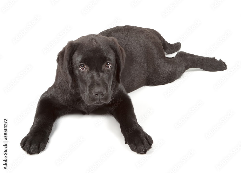 Black-Chocolate Labrador Retriever Puppy
