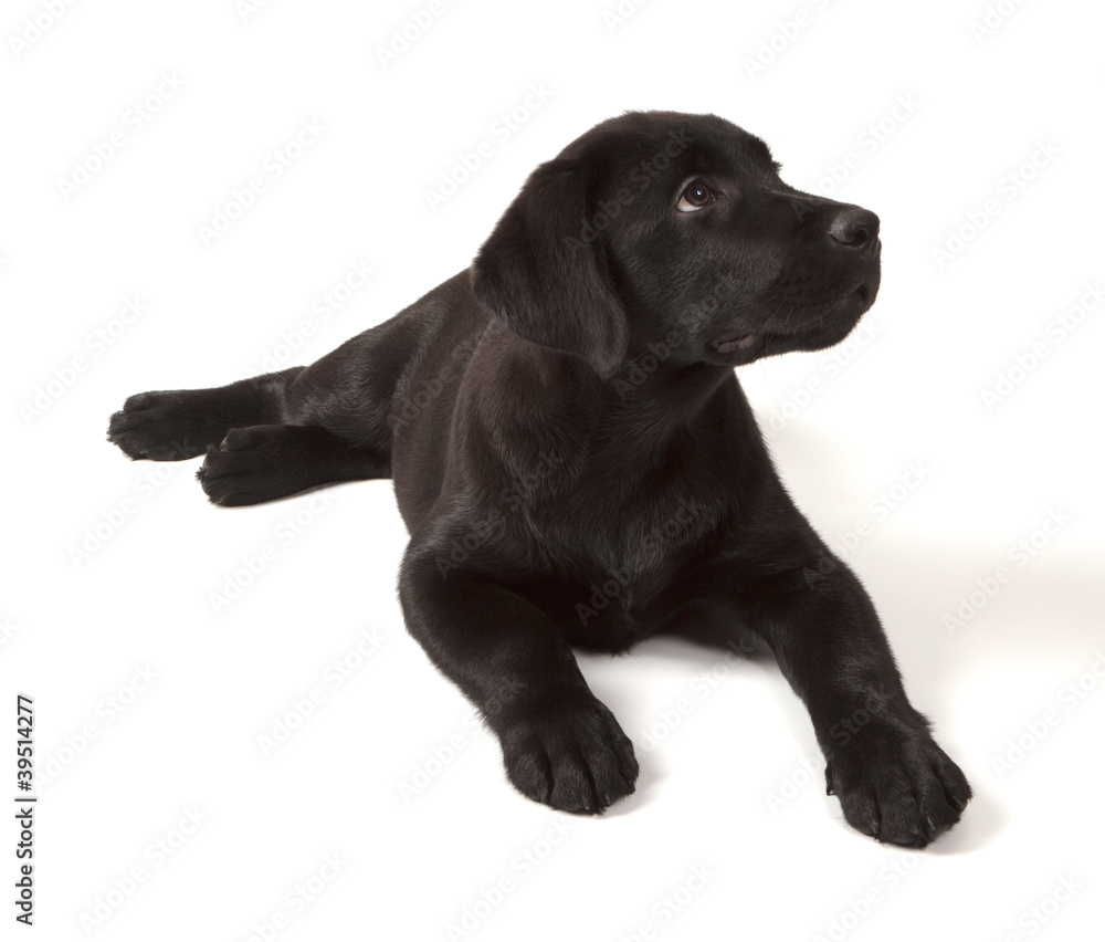 Black Labrador Retriever Puppy Black Labrador Retriever Puppy