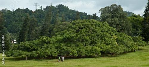 Peradeniya botanic gardens 06