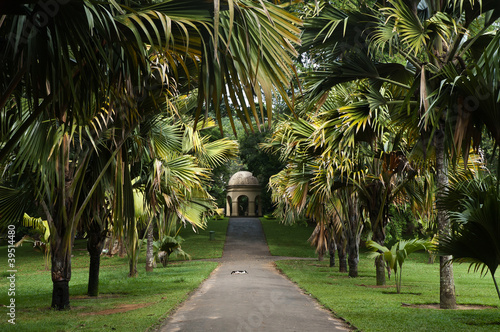 Peradeniya botanic gardens 04