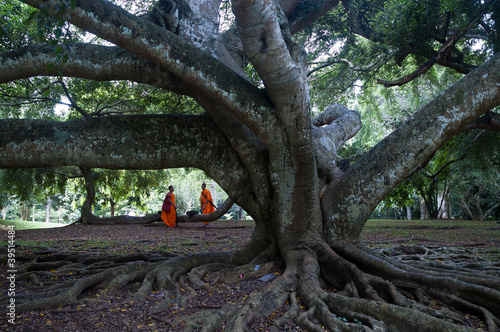 Peradeniya botanic gardens 03
