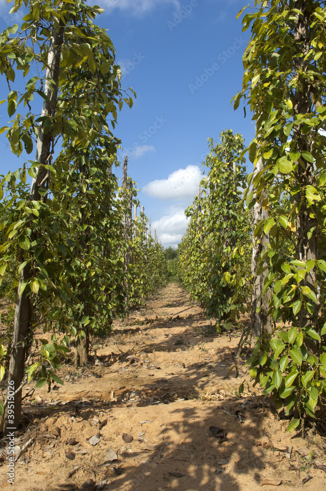 Pepper Garden in Phu Quoc Vietnam Pepper Garden in Phu Quoc Vietnam