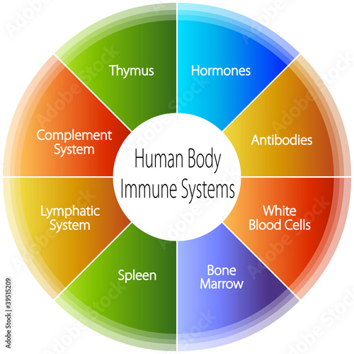 Human Body Immune Systems Chart