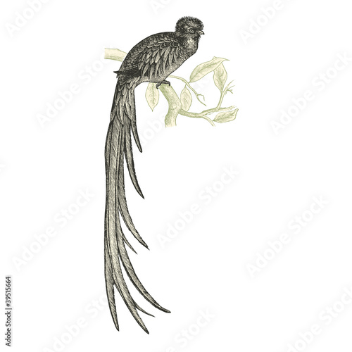 Couroucou (trogon curucui)