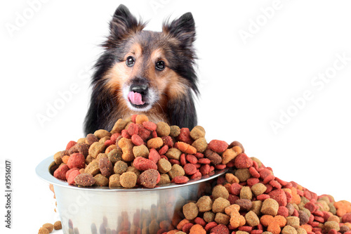 Sheltie and dog food bowl photo