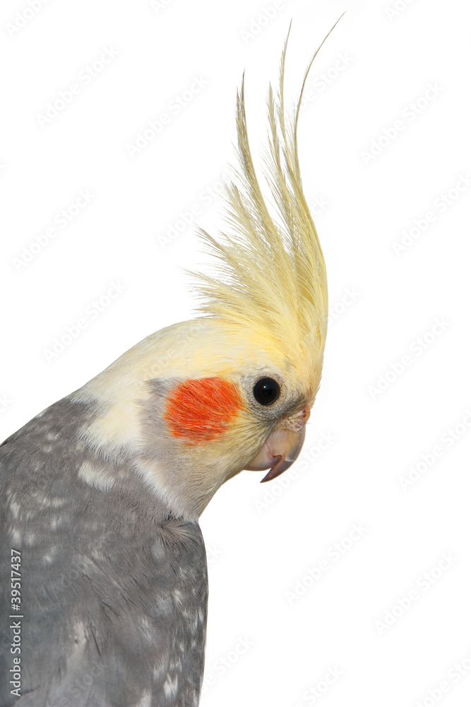 Obraz premium Cockatiel close-up isolated on white