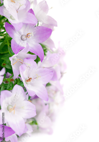 spring pink flowers isolated on white background