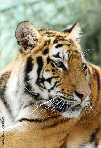 Fototapeta Naklejka Na Ścianę i Meble -  Ussuriisk tiger