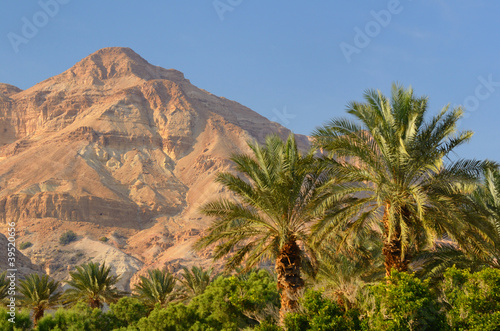 Desert Mountain and Palm Trees