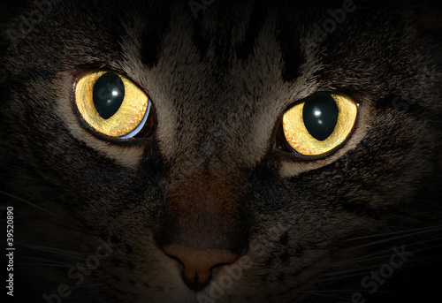 Cat eyes glowing in the dark
