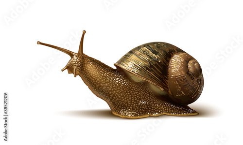illustration of a snail