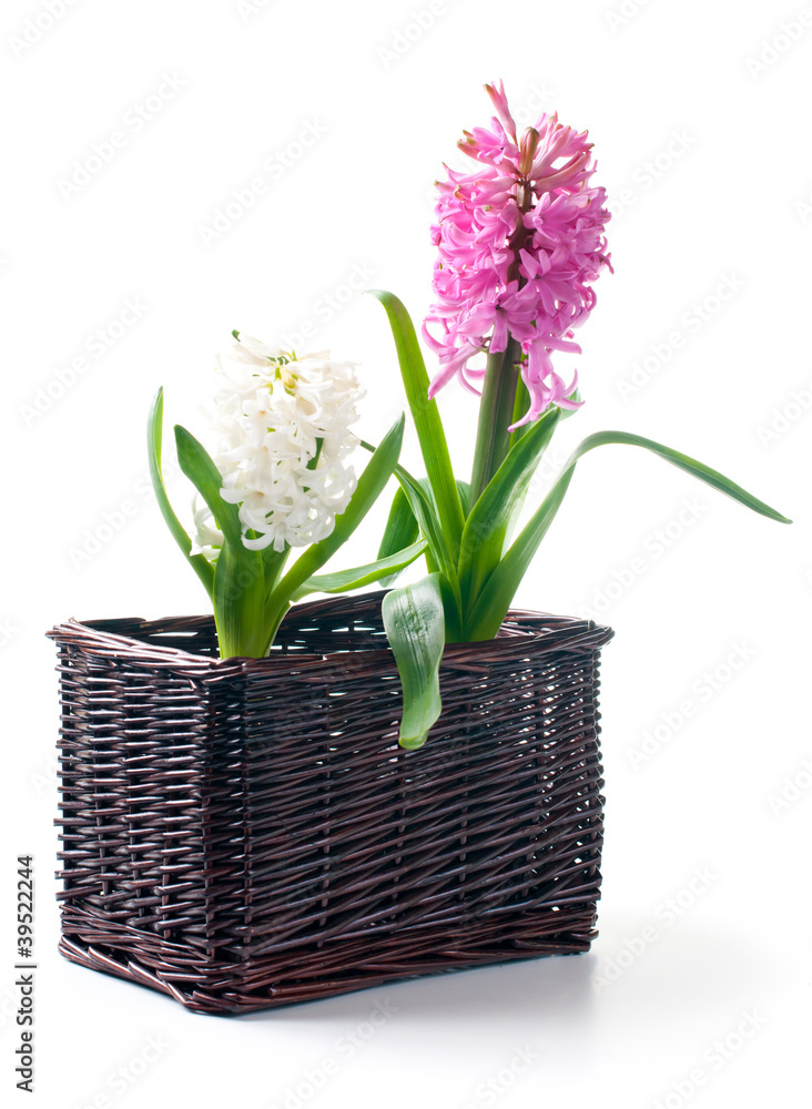 Two hyacinth in a basket
