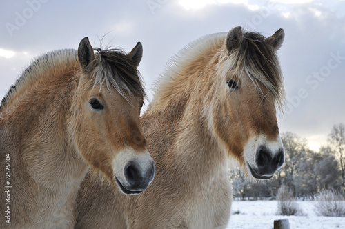 Foto Fjord horses