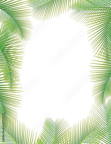 Leaves of palm tree on white © matamu