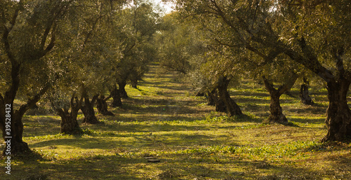 plantation of olive trees