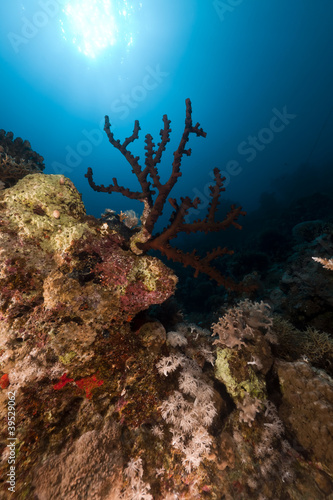 Dark cup coral  tubastrea coccinea .