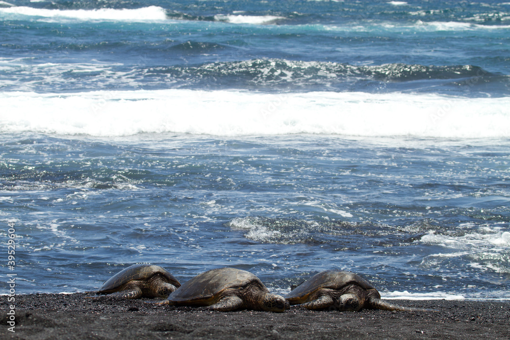 Fototapeta premium green sea turtle (Big Island, Hawaii)