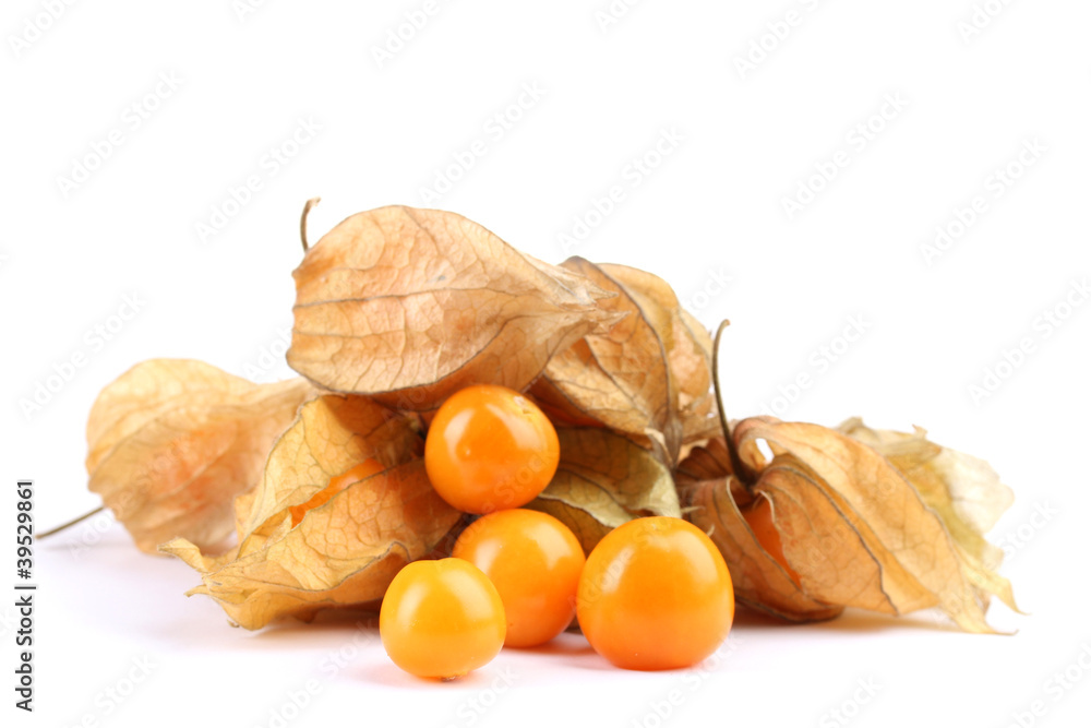 Physalis heap isolated on white Physalis heap isolated on white