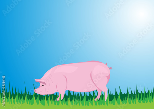 pig
