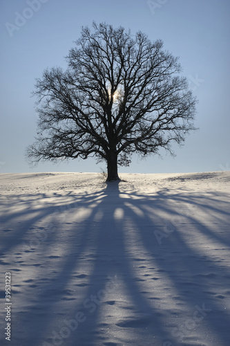 Baum Eiche Winter
