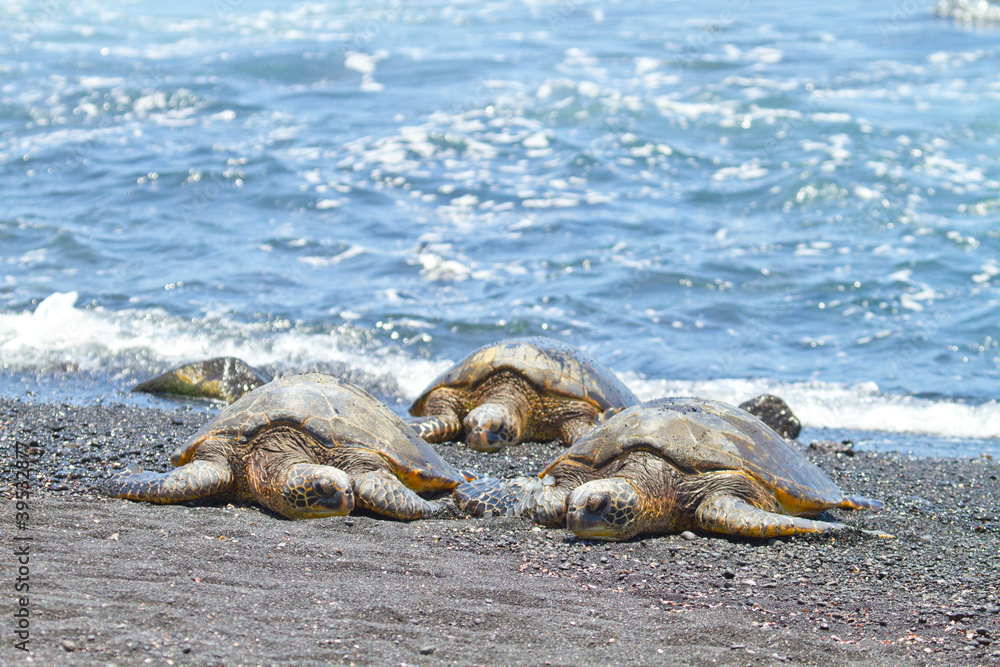 Naklejka premium green sea turtles (Big Island, Hawaii)