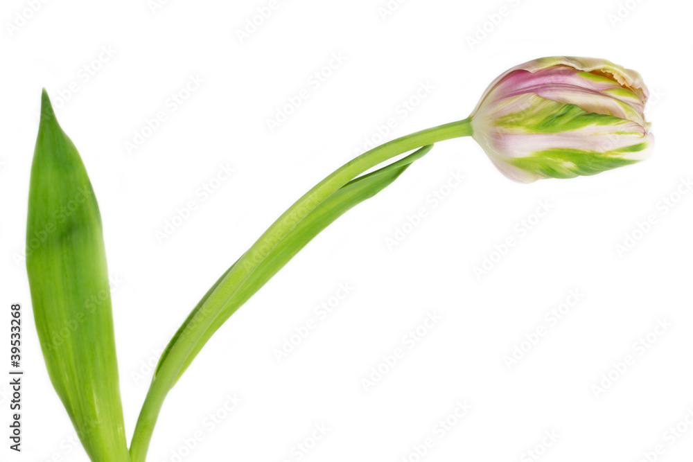 Fototapeta premium Rosa Papageientulpe auf weißem Hintergrund