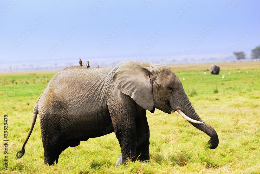 Fototapeta premium African elephant