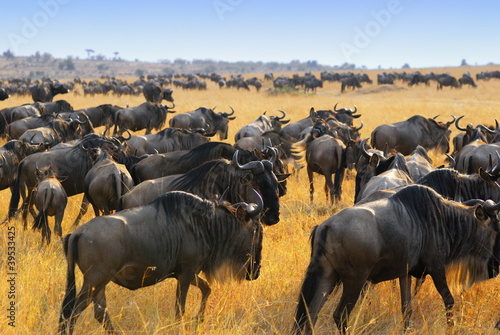 Wildebeest antelopes in the savannah photo