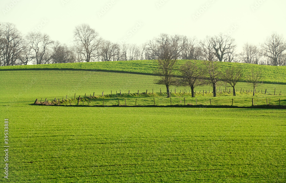 Obraz premium sunny garden