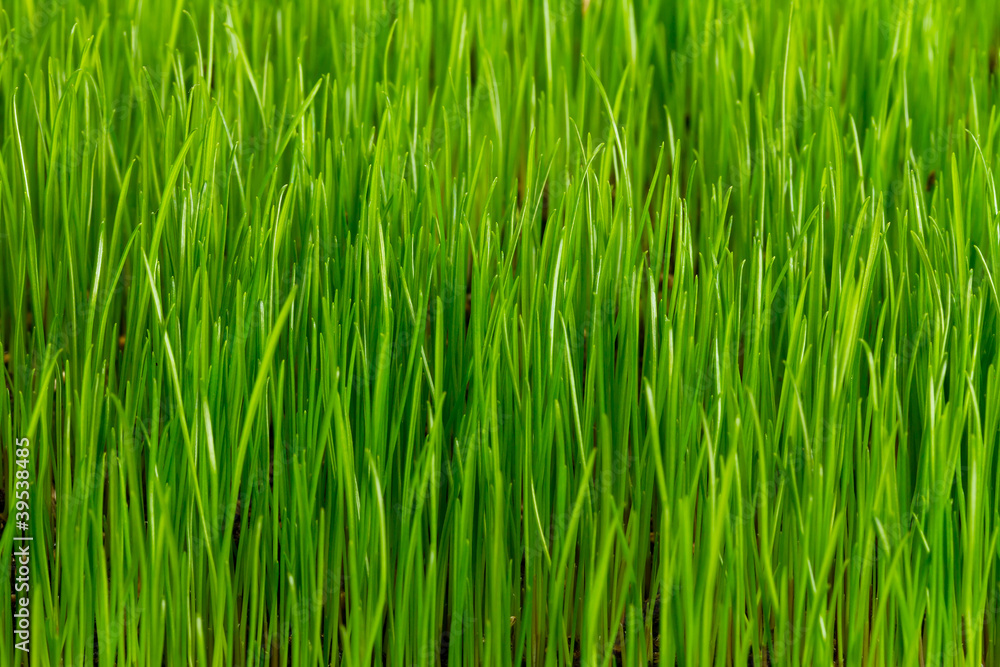 Green grass pattern Green grass pattern