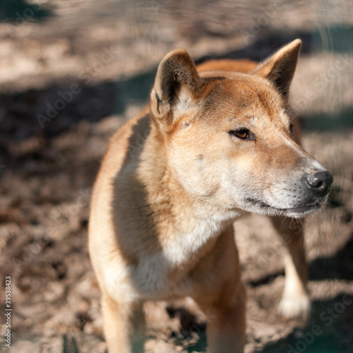 New Guinea Singing Dog (Canis dingo hallstromi) photo