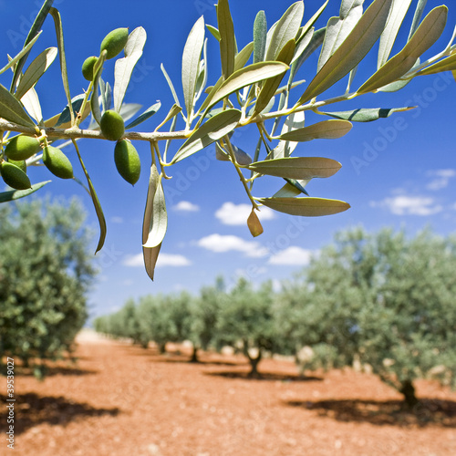 Fotografie, Obraz Olive tree, branch.